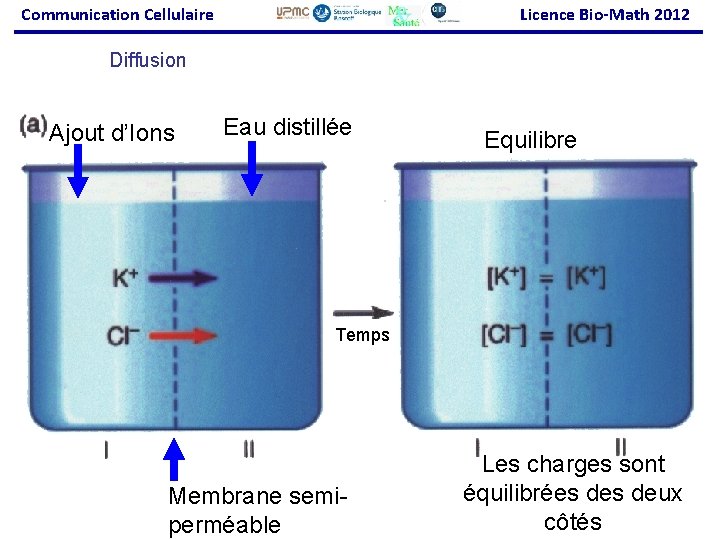 Communication Cellulaire Licence Bio-Math 2012 Diffusion Ajout d’Ions Eau distillée Equilibre Temps Membrane semiperméable
