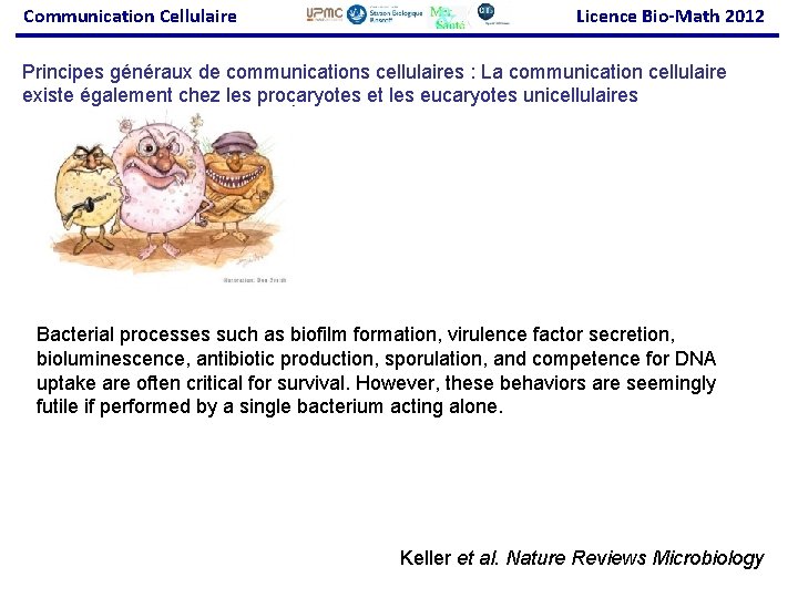 Communication Cellulaire Licence Bio-Math 2012 Principes généraux de communications cellulaires : La communication cellulaire