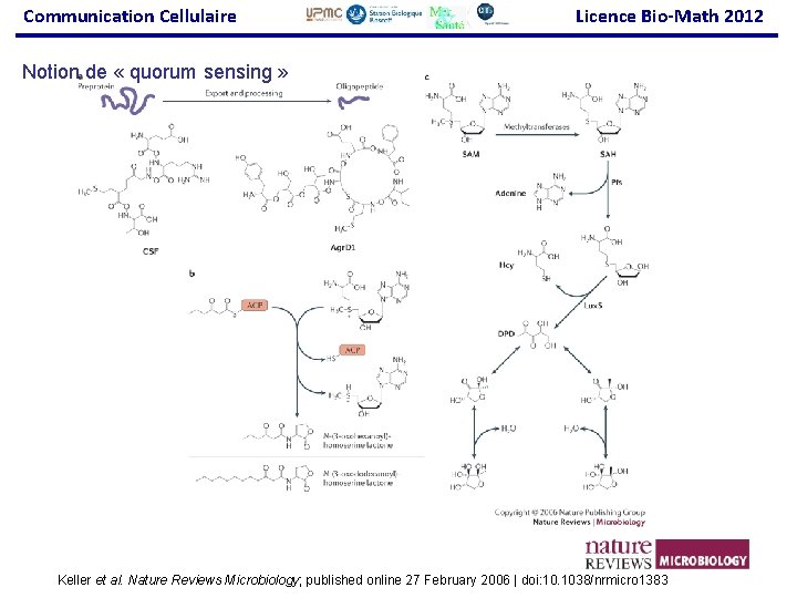 Communication Cellulaire Licence Bio-Math 2012 Notion de « quorum sensing » Keller et al.