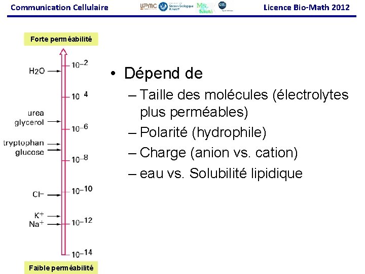 Communication Cellulaire Licence Bio-Math 2012 Forte perméabilité • Dépend de – Taille des molécules