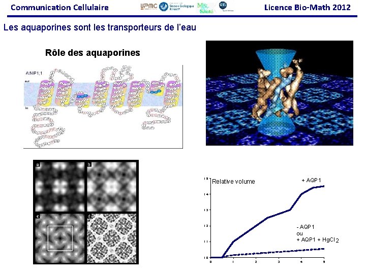 Communication Cellulaire Licence Bio-Math 2012 Les aquaporines sont les transporteurs de l’eau Rôle des