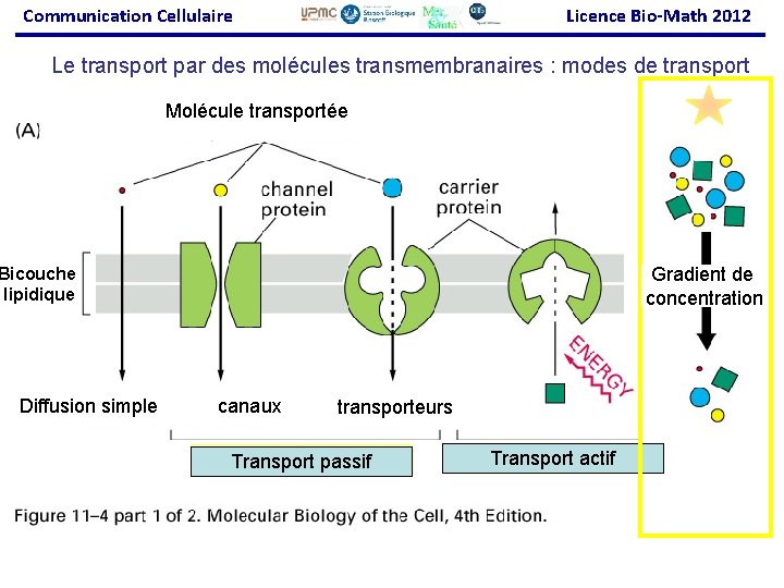 Communication Cellulaire Licence Bio-Math 2012 Le transport par des molécules transmembranaires : modes de
