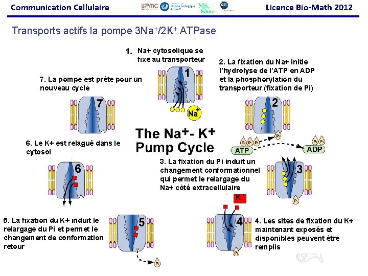 Communication Cellulaire Licence Bio-Math 2012 Transports actifs la pompe 3 Na+/2 K+ ATPase Na+