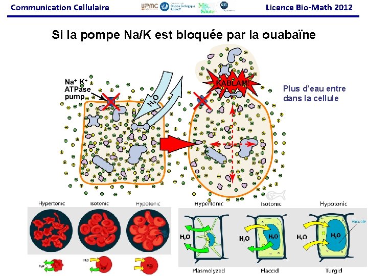 Communication Cellulaire Licence Bio-Math 2012 Si la pompe Na/K est bloquée par la ouabaïne