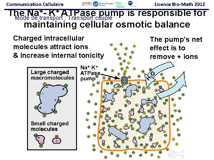 Communication Cellulaire Licence Bio-Math 2012 +- K+ ATPase pump is responsible for The Na
