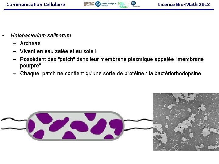 Communication Cellulaire • Licence Bio-Math 2012 Halobacterium salinarum – Archeae – Vivent en eau