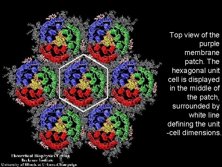 Top view of the purple membrane patch. The hexagonal unit cell is displayed in