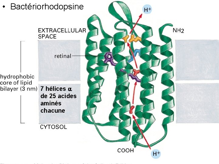  • Bactériorhodopsine 7 hélices de 25 acides aminés chacune Fig 10 -37 64