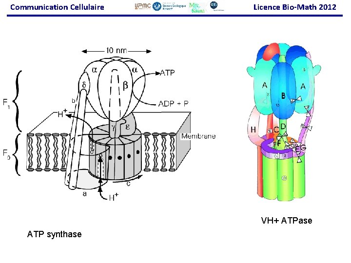 Communication Cellulaire Licence Bio-Math 2012 VH+ ATPase ATP synthase 