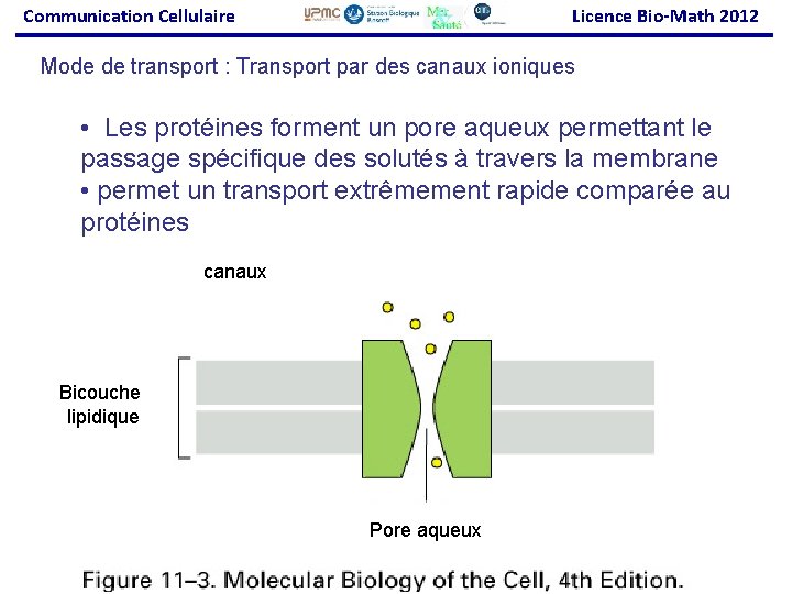 Communication Cellulaire Licence Bio-Math 2012 Mode de transport : Transport par des canaux ioniques