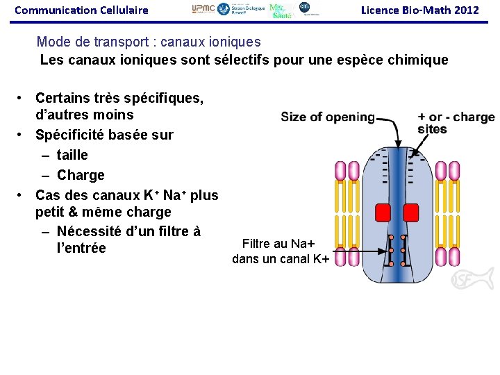 Communication Cellulaire Licence Bio-Math 2012 Mode de transport : canaux ioniques Les canaux ioniques