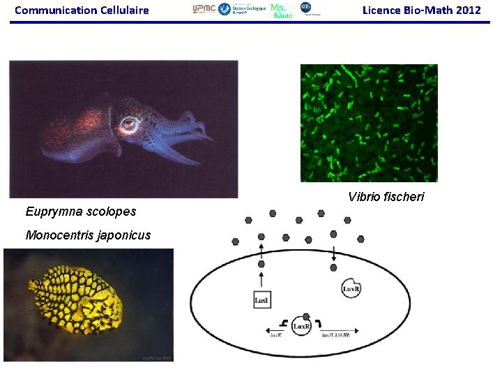 Communication Cellulaire Licence Bio-Math 2012 Vibrio fischeri Euprymna scolopes Monocentris japonicus 