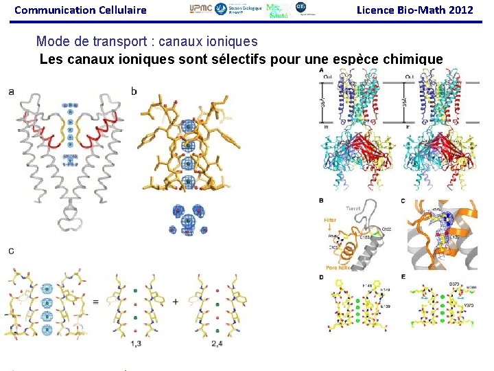 Communication Cellulaire Licence Bio-Math 2012 Mode de transport : canaux ioniques Les canaux ioniques