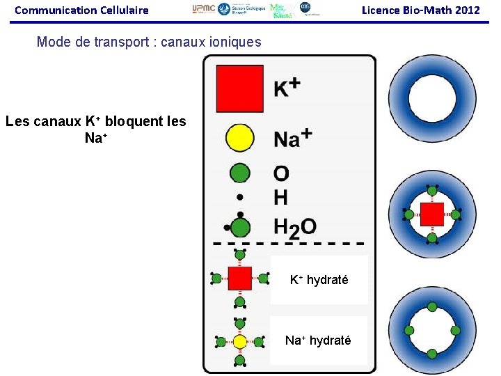 Communication Cellulaire Licence Bio-Math 2012 Mode de transport : canaux ioniques Les canaux K+