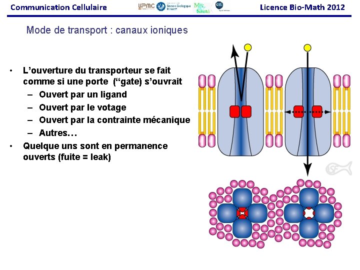 Communication Cellulaire Mode de transport : canaux ioniques • • L’ouverture du transporteur se