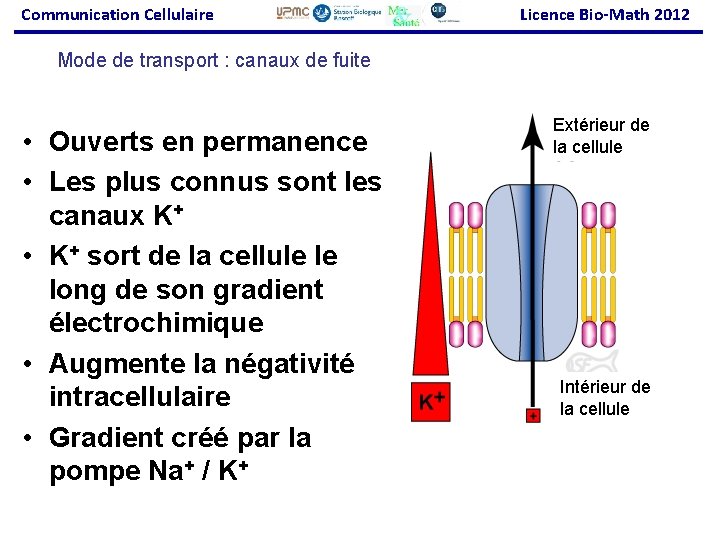 Communication Cellulaire Licence Bio-Math 2012 Mode de transport : canaux de fuite • Ouverts