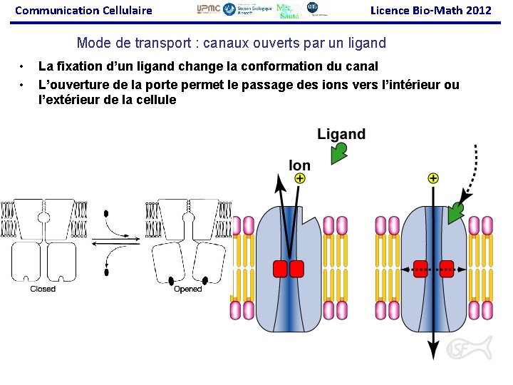 Communication Cellulaire Licence Bio-Math 2012 Mode de transport : canaux ouverts par un ligand