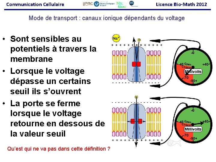 Communication Cellulaire Licence Bio-Math 2012 Mode de transport : canaux ionique dépendants du voltage