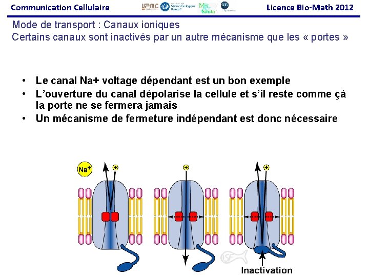 Communication Cellulaire Licence Bio-Math 2012 Mode de transport : Canaux ioniques Certains canaux sont