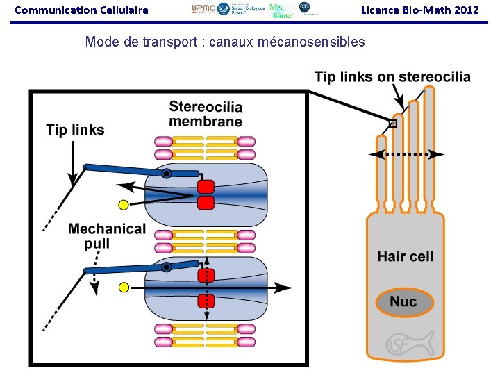Communication Cellulaire Licence Bio-Math 2012 Mode de transport : canaux mécanosensibles 