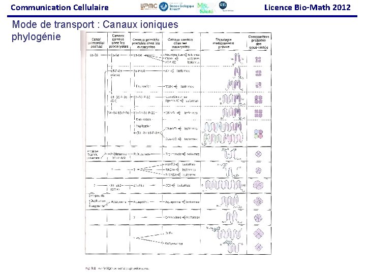 Communication Cellulaire Mode de transport : Canaux ioniques phylogénie Licence Bio-Math 2012 