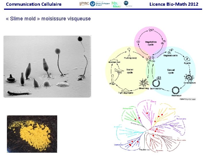 Communication Cellulaire « Slime mold » moisissure visqueuse Licence Bio-Math 2012 