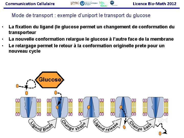 Communication Cellulaire Licence Bio-Math 2012 Mode de transport : exemple d’uniport le transport du