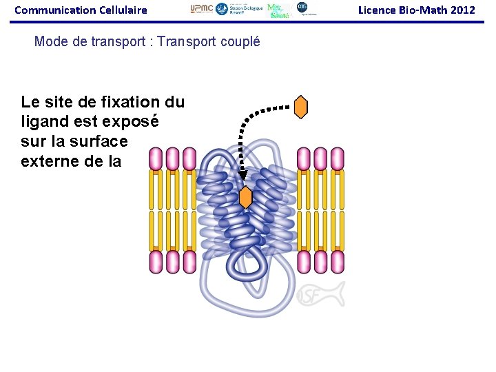 Communication Cellulaire Mode de transport : Transport couplé Le site de fixation du ligand