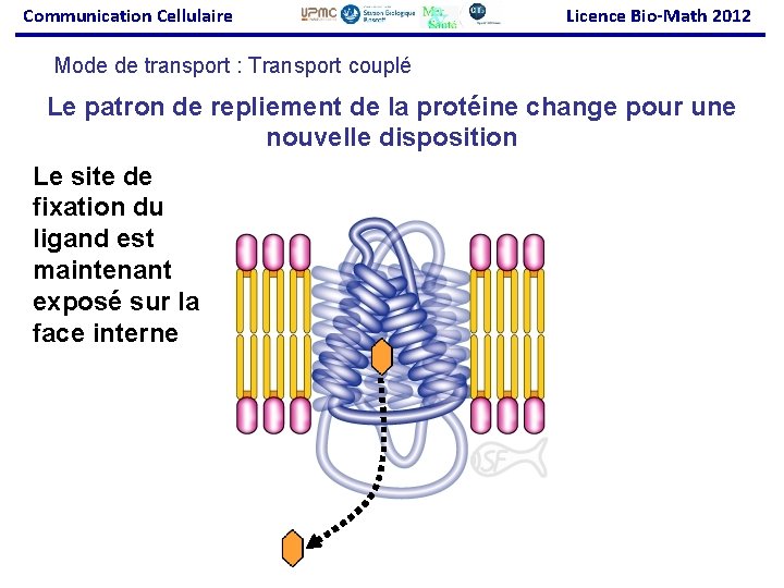 Communication Cellulaire Licence Bio-Math 2012 Mode de transport : Transport couplé Le patron de