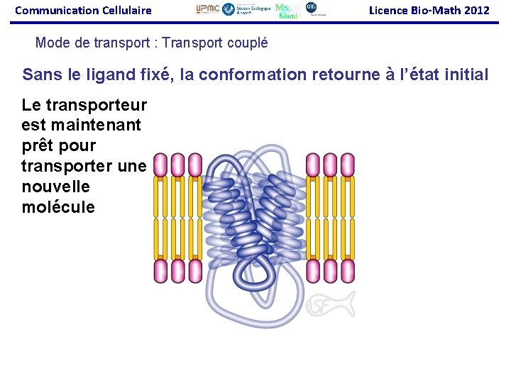 Communication Cellulaire Licence Bio-Math 2012 Mode de transport : Transport couplé Sans le ligand