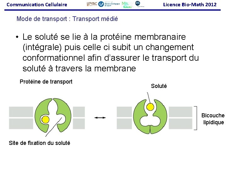 Communication Cellulaire Licence Bio-Math 2012 Mode de transport : Transport médié • Le soluté