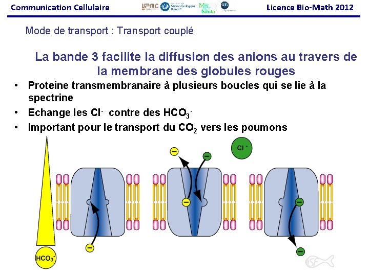 Communication Cellulaire Licence Bio-Math 2012 Mode de transport : Transport couplé La bande 3