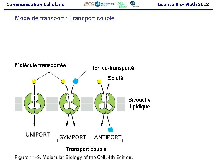 Communication Cellulaire Licence Bio-Math 2012 Mode de transport : Transport couplé Molécule transportée Ion