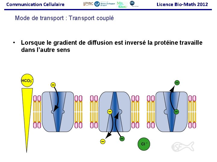 Communication Cellulaire Licence Bio-Math 2012 Mode de transport : Transport couplé • Lorsque le