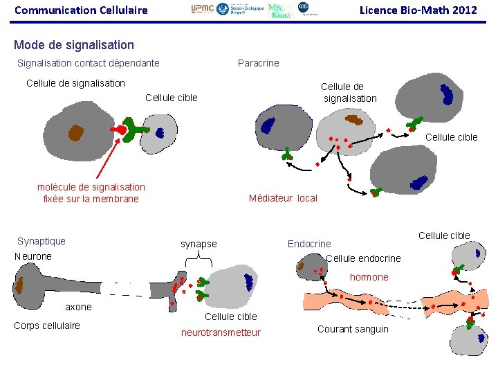 Communication Cellulaire Licence Bio-Math 2012 Mode de signalisation Paracrine Signalisation contact dépendante Cellule de