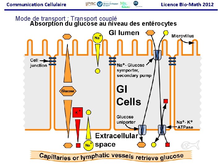 Communication Cellulaire Licence Bio-Math 2012 Mode de transport : Transport couplé Absorption du glucose