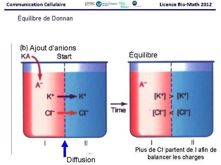 Communication Cellulaire Licence Bio-Math 2012 Équilibre de Donnan Ajout d’anions Diffusion Équilibre Plus de