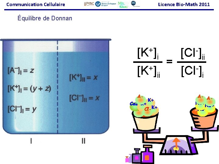 Communication Cellulaire Licence Bio-Math 2011 Équilibre de Donnan [K+]i [Cl-]ii = [K+]ii [Cl-]i A-