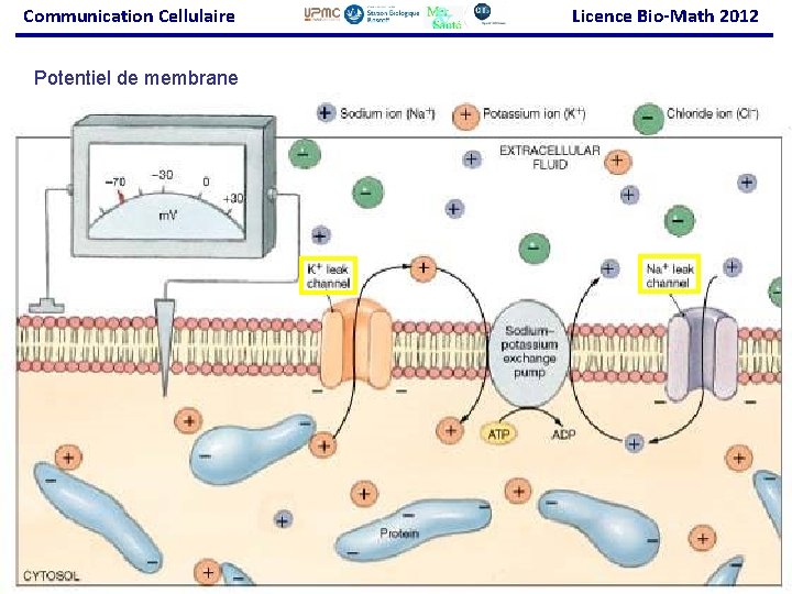 Communication Cellulaire Potentiel de membrane Licence Bio-Math 2012 