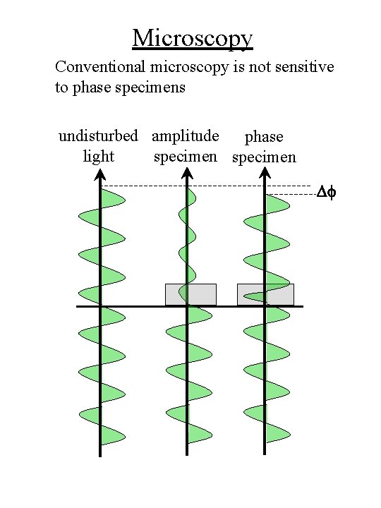Microscopy Conventional microscopy is not sensitive to phase specimens undisturbed amplitude phase light specimen
