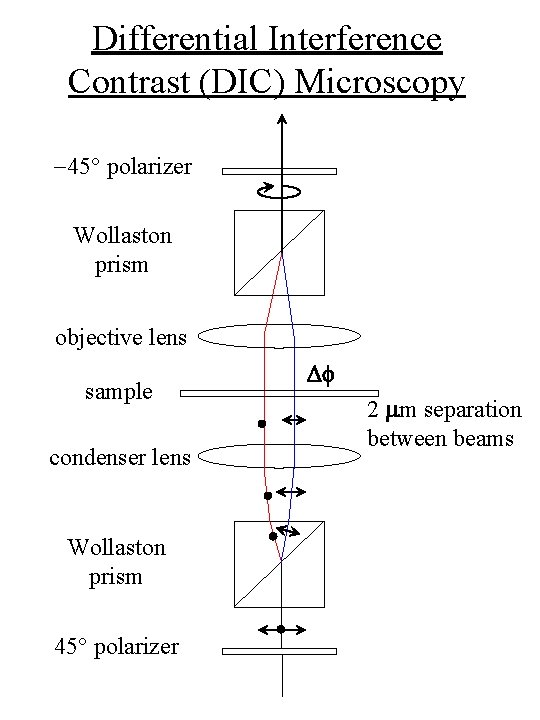Differential Interference Contrast (DIC) Microscopy -45° polarizer Wollaston prism objective lens sample condenser lens