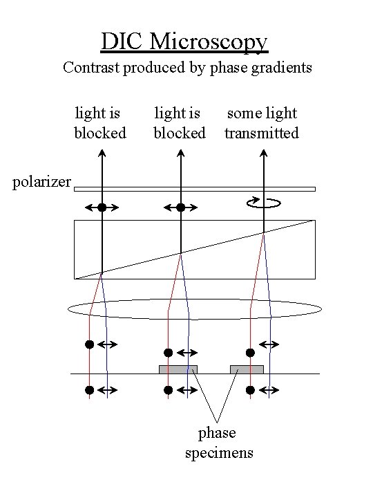 DIC Microscopy Contrast produced by phase gradients light is blocked some light transmitted polarizer