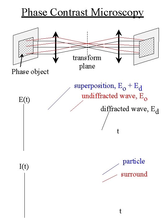Phase Contrast Microscopy Phase object E(t) transform plane superposition, Eo + Ed undiffracted wave,
