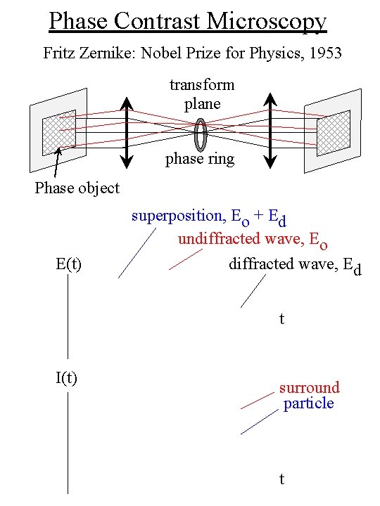 Phase Contrast Microscopy Fritz Zernike: Nobel Prize for Physics, 1953 transform plane phase ring