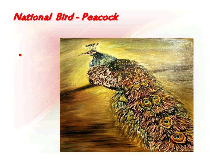 National Bird - Peacock • 