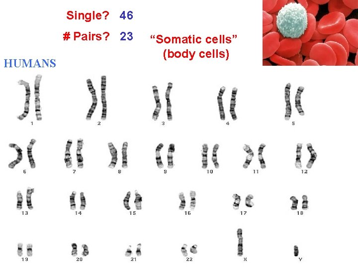 Single? 46 # Pairs? 23 HUMANS “Somatic cells” (body cells) 