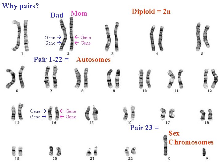Why pairs? Dad Mom Gene Pair 1 -22 = Gene Diploid = 2 n