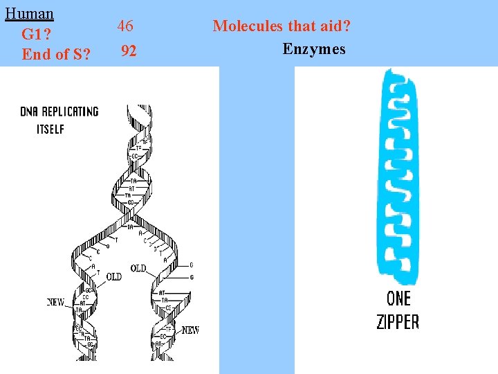 Human G 1? End of S? 46 92 Molecules that aid? Enzymes 