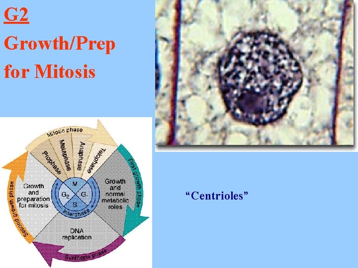 G 2 Growth/Prep for Mitosis “Centrioles” 