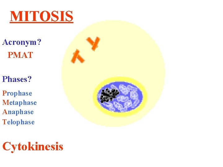 MITOSIS Acronym? PMAT Phases? Prophase Metaphase Anaphase Telophase Cytokinesis 